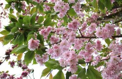 Цветение сакуры весной -Sakura