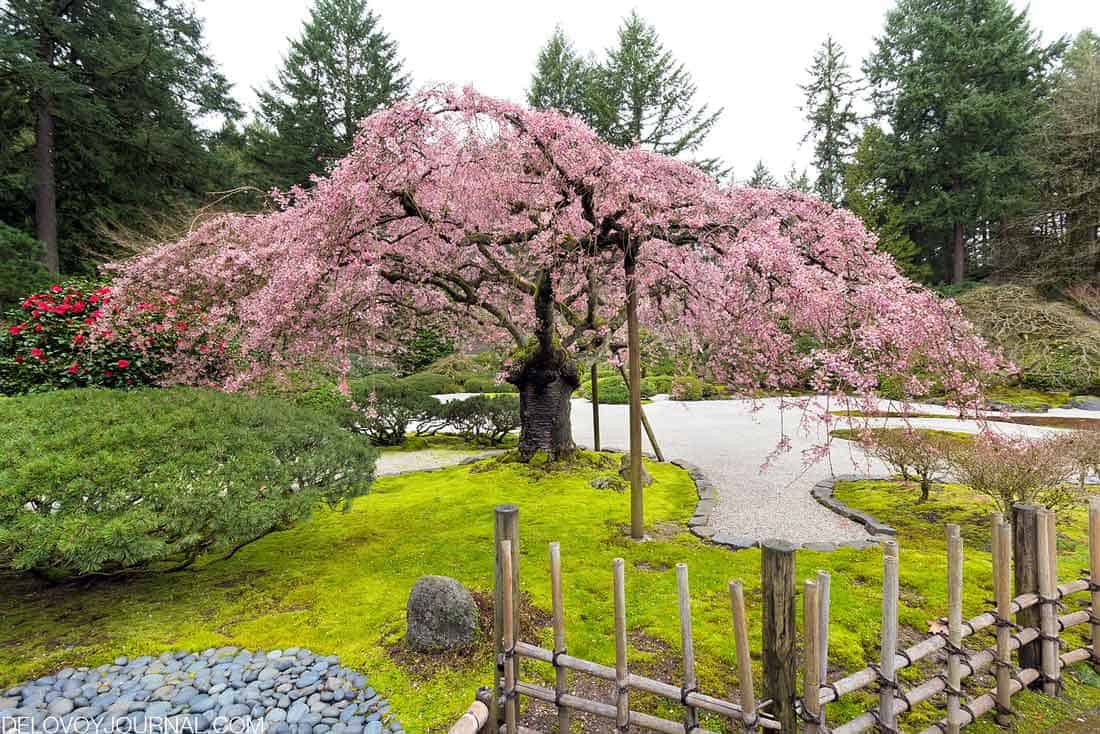 Цветение розовой вишни в японском саду